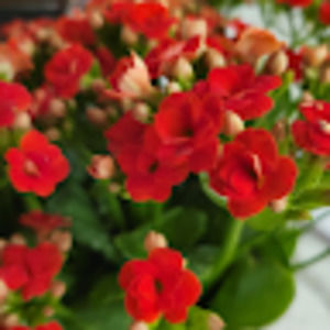 Meet your Posher, Martha